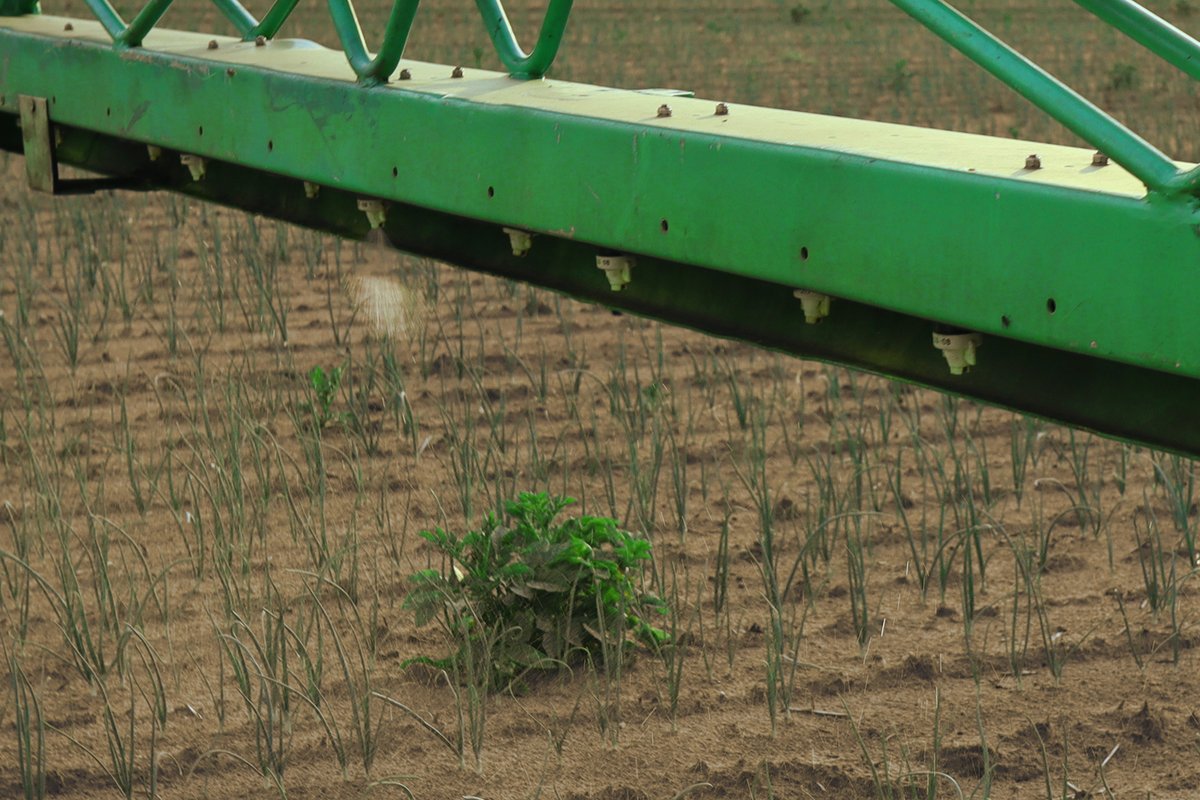 Realtime spotspraying weeds in onions.

Testing in the field at @jacobvandenborne.
 
The innovative camera system, driven by advanced AI algorithms, detects and precisely targets only the intruding weeds, ensuring the healthy growth of onions remains undisturbed.