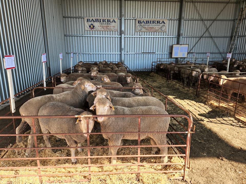 DohneAus's tweet photo. 🚩REMINDER - DOHNE INSPECTION DAY TOMORROW
Babirra Inspection Day, Stansbury SA
Tuesday 8 August
From 10.00am to 4.oopm
#Dohnes #DohneMerino #AWI #MLA #Auction #Sheep #Rams https://t.co/Awcg8t2ale
