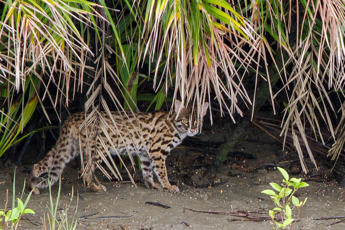 Unitedfortigers's tweet photo. #DYK The Leopard cat (Prionailurus bengalensis) is the most commonly found #Smallwildcat species within its distribution range. They are solitary animals inhabiting diverse habitat types.
#Felid #WildlifeConservation #wildlife #India
Picture Credit: Soumyajit Nandy https://t.co/ikDR4I9KgV