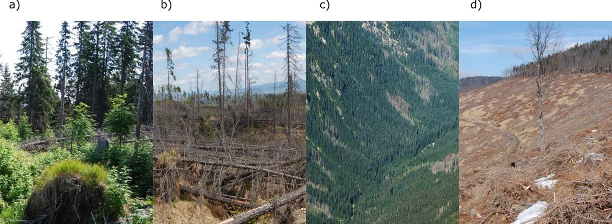Forestry - An Int. Journal of Forest Research (@forestry_oup) on Twitter photo Which management practices confer more resilience to disturbances in Central European forests? 🪵🌬️🪲
<a href="/MariaPotterf/">Mária Potterf</a> et al examine disturbance dynamics in Norway spruce forests along a management intensity gradient in Slovakia.
Read more here 👇
doi.org/10.1093/forest… Which management practices confer more resilience to disturbances in Central European forests? 🪵🌬️🪲
<a href="/MariaPotterf/">Mária Potterf</a> et al examine disturbance dynamics in Norway spruce forests along a management intensity gradient in Slovakia.
Read more here 👇
doi.org/10.1093/forest…