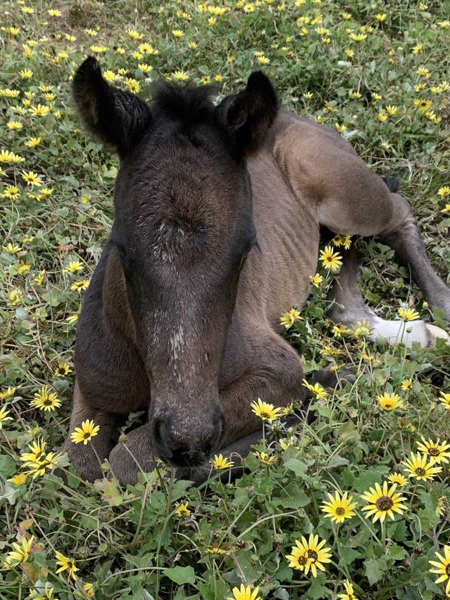 Stormie won his maiden today. So proud of my boy. He is one day old here. 😍😍
