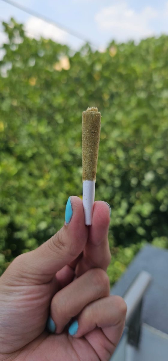 _takeiteasy11's tweet photo. Medio gramito de pura magia 

Y florecita indoor

Y live resin

Y kief 

Y amor 

Más info DM 🦕💖🦖 https://t.co/cabHncbWVj