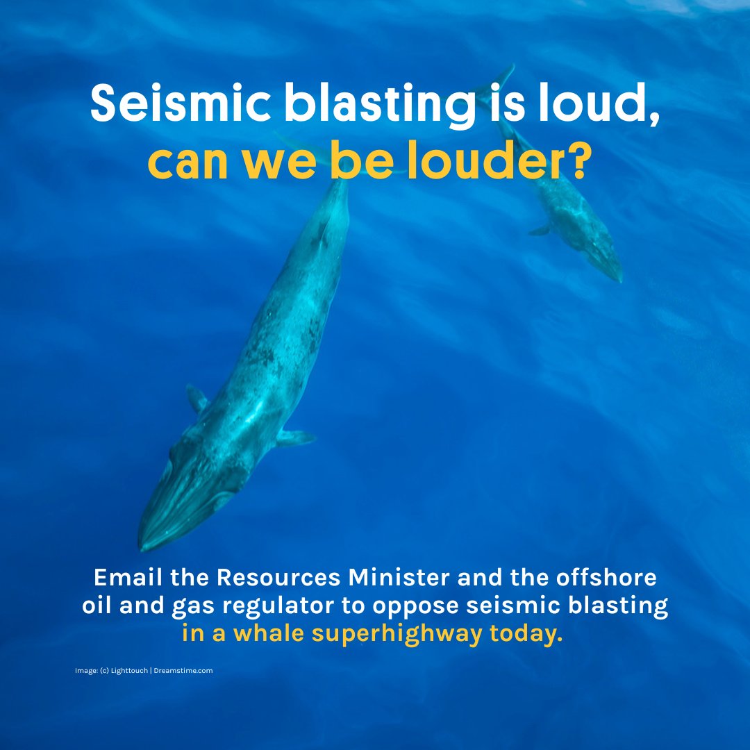 Wilderness_Aus's tweet photo. URGENT: We only have 5 days to stop a deadly #seismic blasting project being considered between Victoria &amp; lutruwita/ Tasmania! 💥 Blasting disrupts whales, who depend on sound to hunt &amp; navigate

Add your name to this petition to say NO to this project!! https://t.co/ig5NiPqcr7 https://t.co/B2p6tBzOqK
