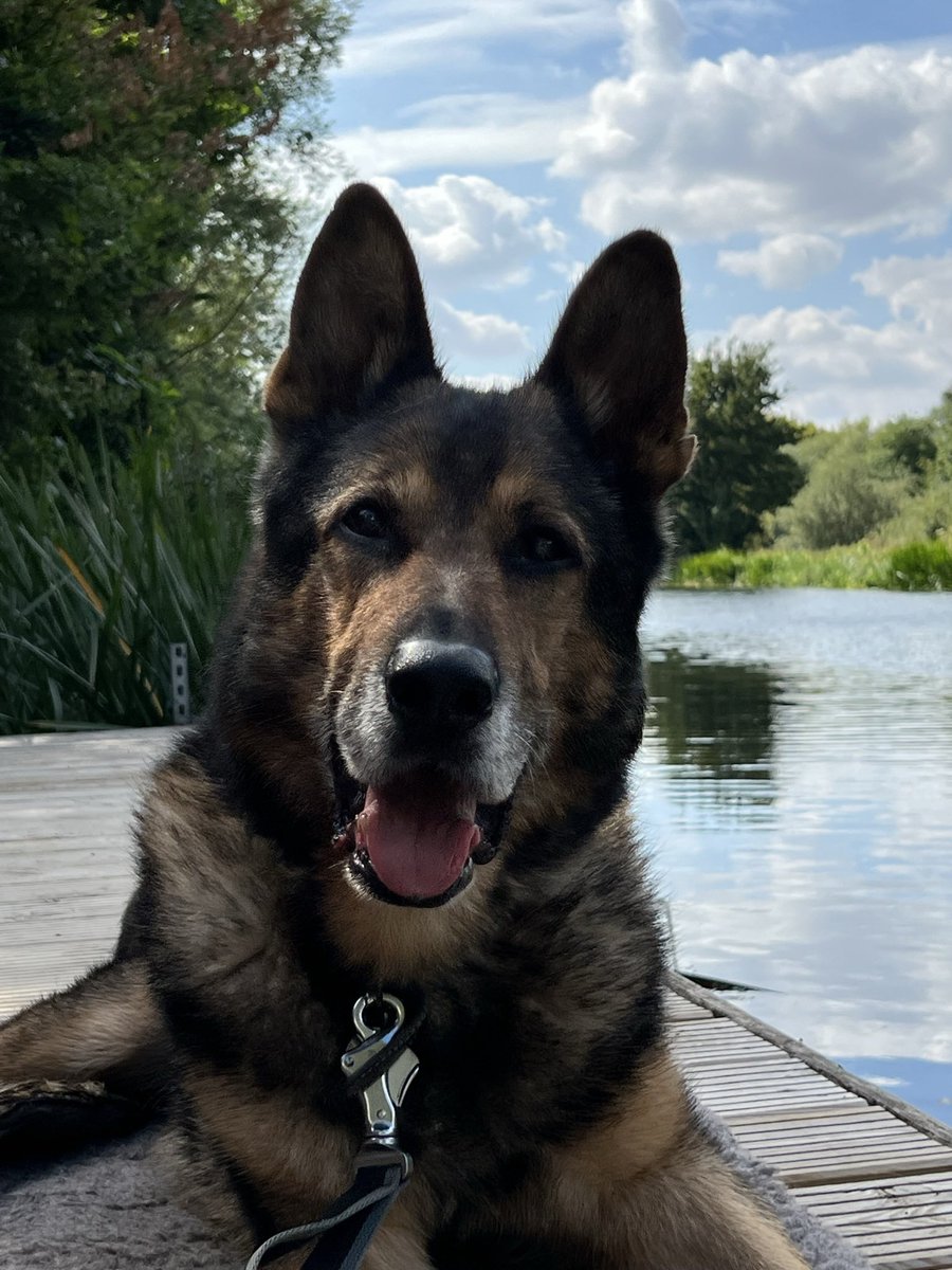 K9Finn's tweet photo. We are at £35,000 and it’s been 9 days since Finn passed peacefully. 
His petition reached its target in 11 days. I wonder if Finn’s friends and family can help him reach his new target in 11 days too so that his story and legacy can go on forever.

https://t.co/bhPUuyWmEl https://t.co/al615EPqMu
