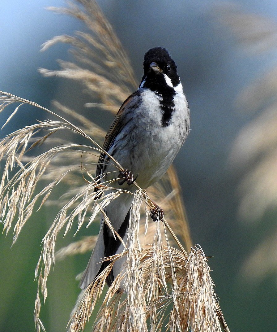 jcsctoan's tweet photo. Reed bunting at my local nature reserve. Have a good day folks. @Natures_Voice @RSPBScotland #BirdsSeenIn2023 🏴󠁧󠁢󠁳󠁣󠁴󠁿 #NaturePhotography #nature #wildlife #wildlifephotography #birds #birdphotography #birdwatching #TwitterNatureCommunity https://t.co/W4u1NYxSS9