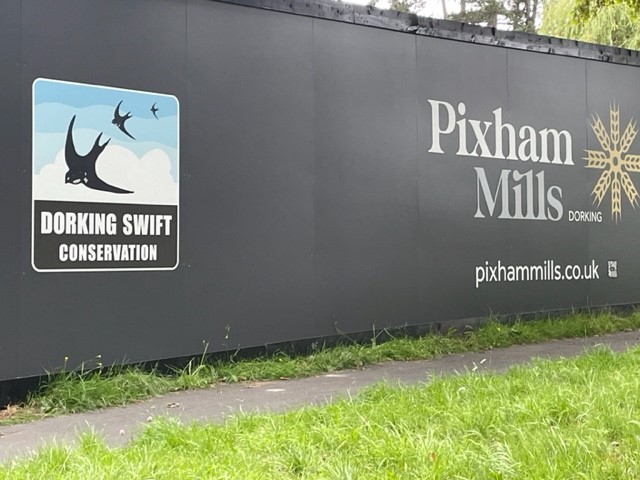 Dorking Swifts tweet media