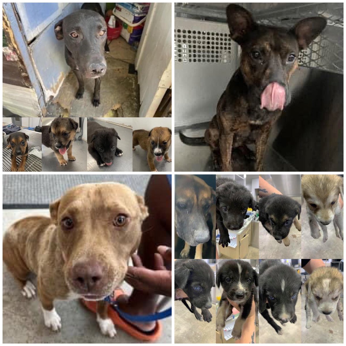 ‼️LAST CALL‼️ These dogs will be KILLED if not RESCUED #FortWorth ACS #Texas by 6pm Monday 8/7/23. ▪️Mama SHADOW (A53876223) & 4 pups ▫️Rose (A53786899) ▪️Bambi (A52882278) ▫️Mama CHATA (A45381067) & 7 pups Below tweets for details 🧵1/6… #dogsoftwitter #DFW #Dallas