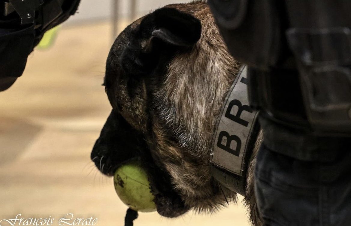 AllaisF's tweet photo. 🇫🇷🐾 Tu as beau être kalash, célèbre Operateur Canin de la BRI Paris, quand vient la pause et la parenthèse décompression, rien de mieux qu'une baballe ;-)
#bri #bripp 📷 francoislerate https://t.co/sGJ8ppt8rA