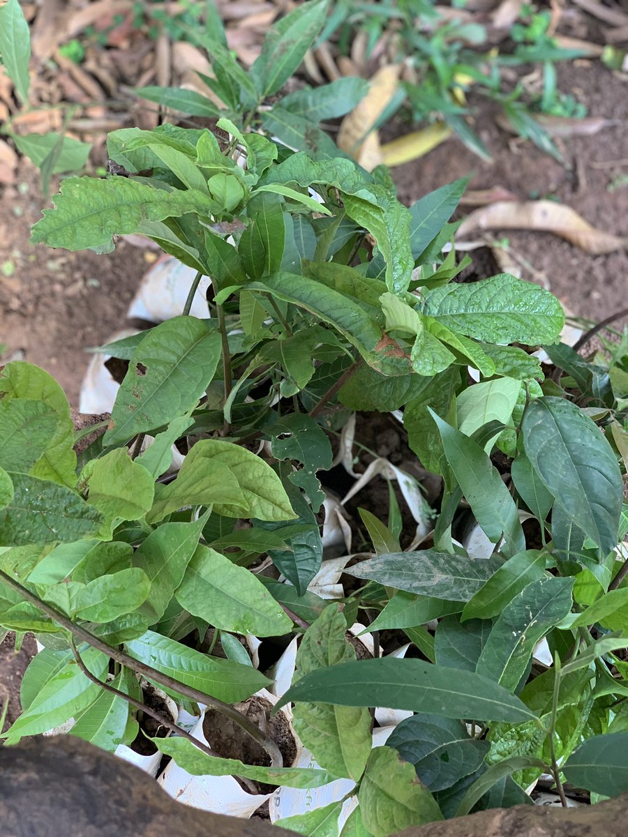 Omuti Initiative tweet media