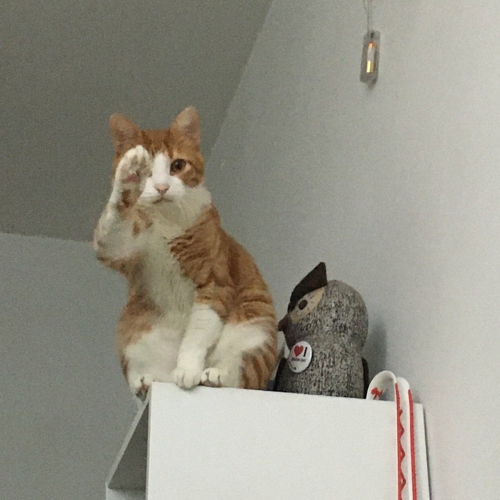 Odal Kater (@odalkater) on Twitter photo 