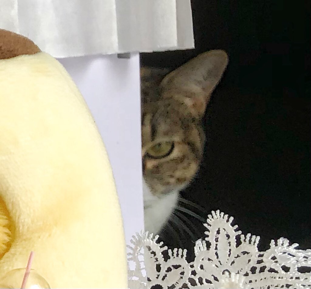 muxian2000's tweet photo. When I was taking photos, my cat: https://t.co/6XmNilAgkf