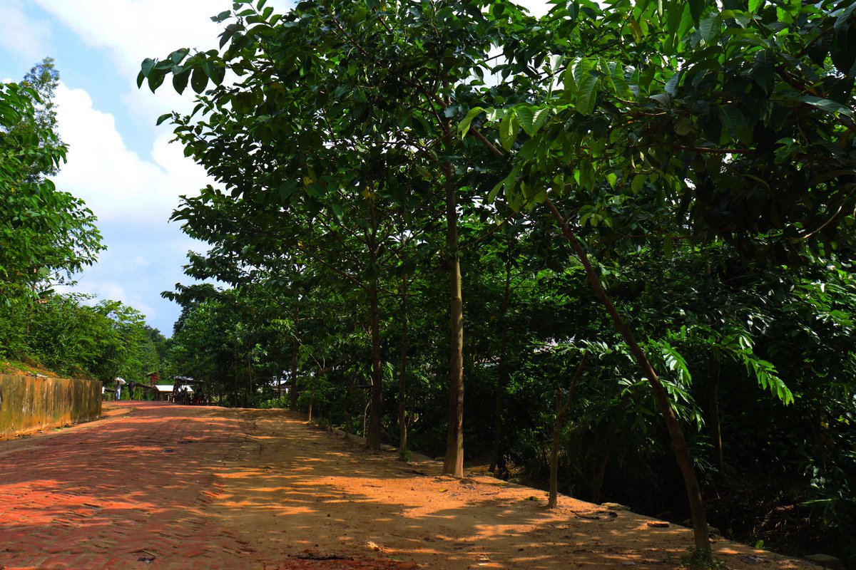 A total of 94.75 hectares of #land were #planted in last three years #collaboratively by <a href="/UNHCR_BGD/">UNHCR in Bangladesh</a> and <a href="/ForCnrs/">Center for Natural Resource Studies- CNRS</a> in both #refugee and #host community.  

Now the #changes are becoming visible with time. As the #environment is getting #greener day by day.