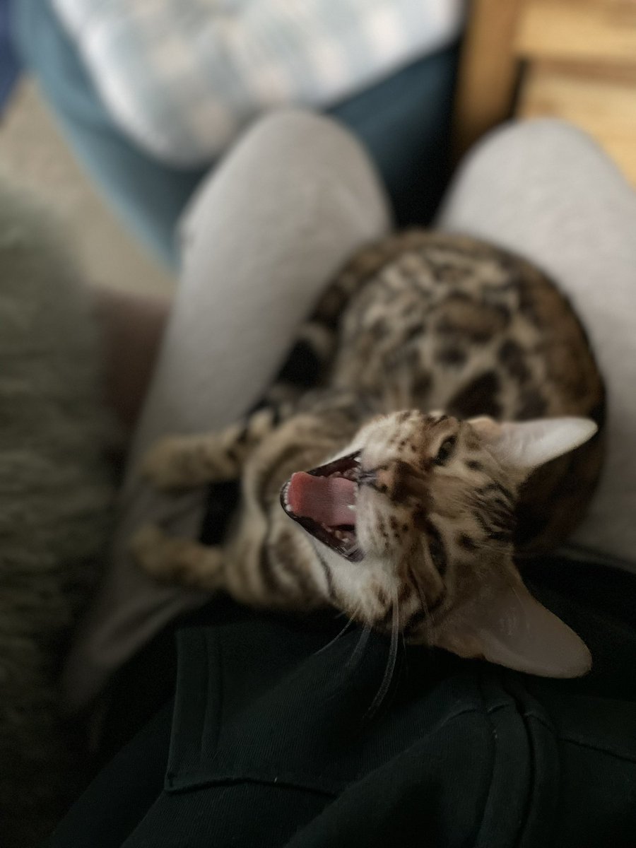 azazellothecat's tweet photo. Haaaapy Monday pals ❤️ #MondayMood #teambengal https://t.co/nUfDfDVTJ1