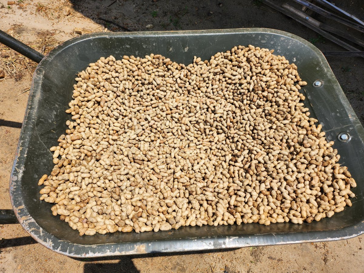 Sustainable food systems start with production, processing, storage etc. Today, I'm drying groundnuts for food & financial security. Agriculture is the bacbone of our nation with 68% arable land. @mafs_ss @SouthSudanGov