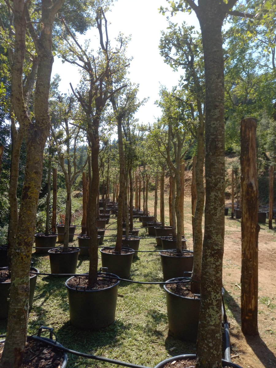 Quercus Ilex. La encina, un árbol de talla media, destaca por su resistencia a condiciones extremas, como fuertes calores, fríos y sequías. Sus hojas perennes de color verde oscuro y corteza grisácea añaden un toque natural y elegante al paisaje.