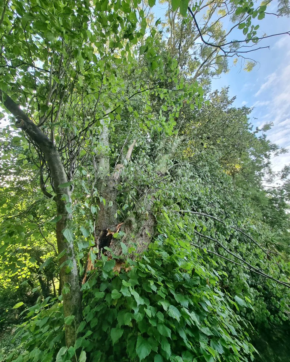 BobMehen's tweet photo. Bugger. To add to the fun, the Lime next to the huge dying Ash has split & fallen over the weekend. All that's holding it up is the Ash.... this tree surgery job is getting more complex by the minute! #trees #arboriculturist #treesurgeons #Cornwall https://t.co/t2LH3kXdGG