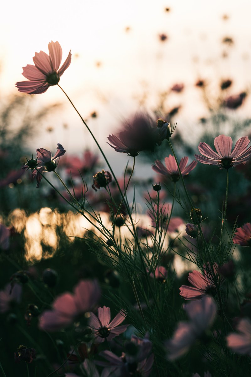 mar_snaps's tweet photo. flowers. https://t.co/oPGXO0YYLh