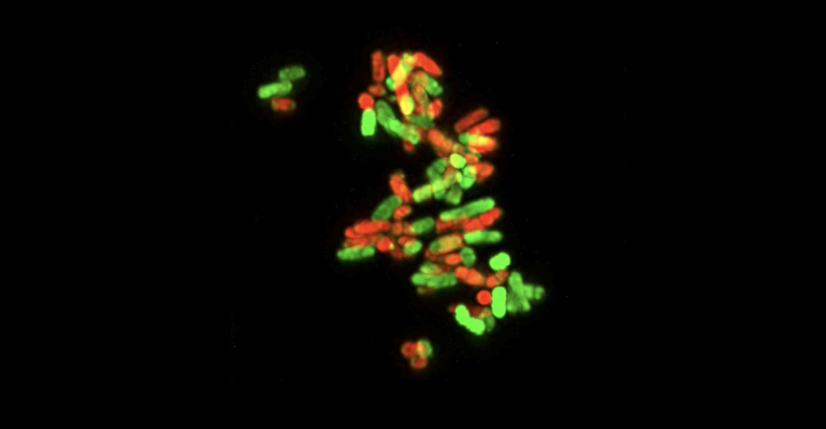 Christian Kost (@kostchristian) on Twitter photo An exciting PhD position is available in my group to work on the evolution of multicellularity in bacteria.
Tools: microfluidics, transcriptomics, mutational analyses
The project is part of the <a href="/spp2389/">SPP2389 Bacteria! Beyond the single cell!</a>
Deadline: 18.08.2023
Please RT
More info👇
uni-osnabrueck.de/universitaet/s… An exciting PhD position is available in my group to work on the evolution of multicellularity in bacteria.
Tools: microfluidics, transcriptomics, mutational analyses
The project is part of the <a href="/spp2389/">SPP2389 Bacteria! Beyond the single cell!</a>
Deadline: 18.08.2023
Please RT
More info👇
uni-osnabrueck.de/universitaet/s…