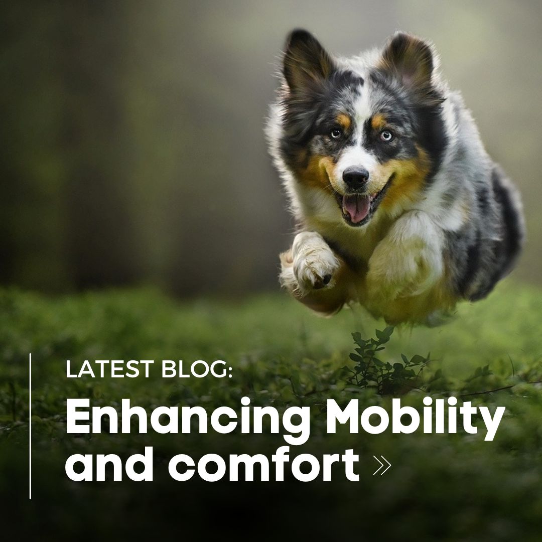 BroadreachN's tweet photo. Have you taken a look at our latest blog by our in house Vet Dr Barbara Fougere - Enhancing Mobility and Comfort: Joint Problems in Cats and Dogs
https://t.co/3AhhRnc66o
#jointhealthdogs #doglover #doghealth https://t.co/A8kDe9duSO