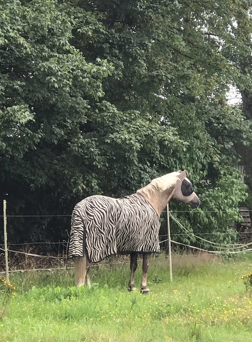 Auf einer Koppel in der Nähe von Hamburg gesehen: ein Pferd, das sich als Zebra ausgibt. 
#twlz