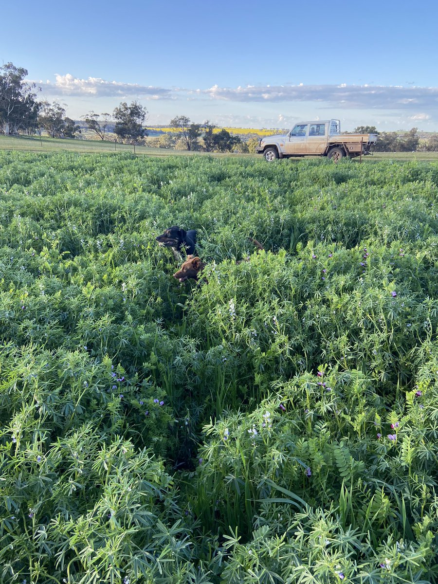 KanePage4's tweet photo. Multi species cover  bulking  up and really starting to pump some nitrogen. Worms galore!! https://t.co/MB52wKXq2x
