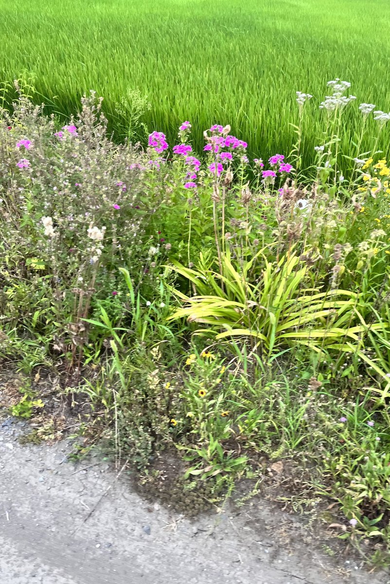 pemo_____'s tweet image. ゲーセンまでの道のりが田舎すぎる（）
後ゲーセンにめっちゃ後輩いて萎えてる（）