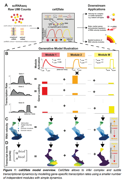 LukasValihrach's tweet photo. Model-based inference of RNA velocity modules improves cell fate prediction
#RNAvelocity #CellTrajectories #Benchmarking #cell2fate
https://t.co/iEiQjtmh1G https://t.co/vGq0JZrSeW