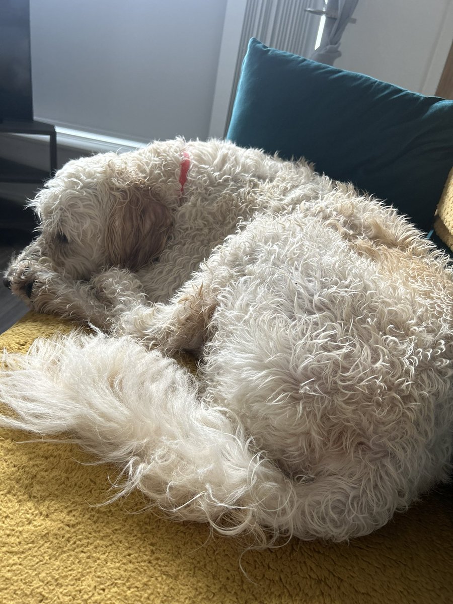 RuthJackson7's tweet photo. @Phil_Sledge Teddy and Alfie both asleep https://t.co/71gVDuikyF