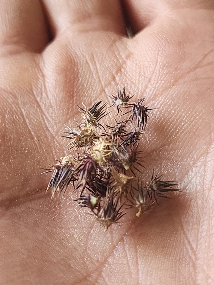 बचपन में राजस्थान के रेतीले मैदानों में खेलते हुए इन कांटों का कपड़ों पर लग जाना व इस बात पर झुंझलाना सामान्य बात थी । आज वर्षों बाद CDTI जयपुर में इस अनुभव की प्राप्ति सुखद लगी 😊