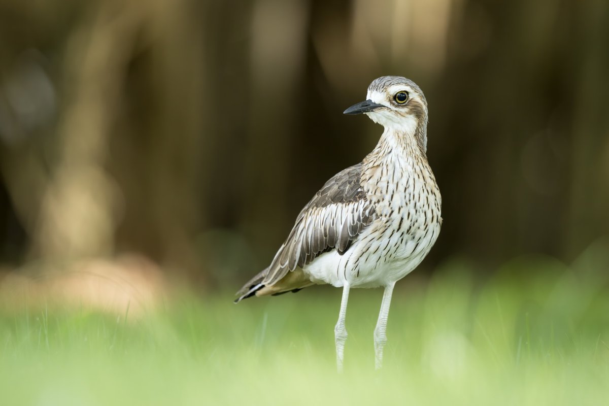 The Bush Stone-curlew, with its long legs and large yellow eyes, is one of Australia’s most fascinating and peculiar birds. That’s why they are our #BirdOfTheWeek!

📸 Howard Loosemore & Ambika Angela Bone