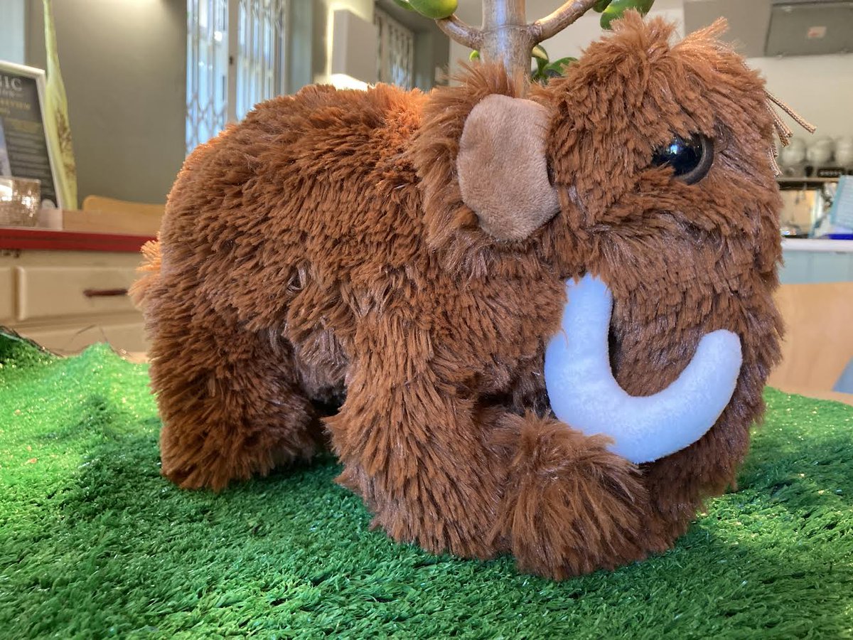 TorquayMuseum's tweet photo. 🦣 The Museum's Gift Shop has some returning favourites such as the plush sabre-toothed tiger and mammoth toys from #NaturePlanet! We have also had a refill from @Usborne and now boast a large range of children’s books, snap cards and jigsaws. #ShopLocal #MuseumShop #ecofriendly https://t.co/rmaCp5pupZ