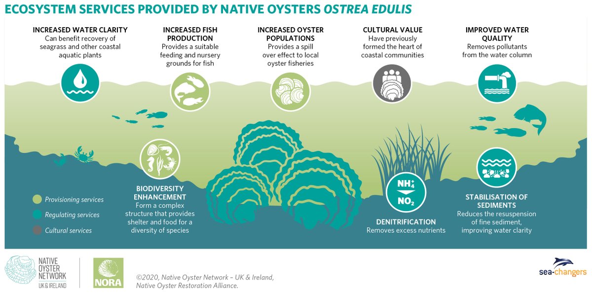 On #WorldOysterDay, let's celebrate the services oysters provide to our ecosystems! From water filtration to shoreline protection, habitat creation to supporting a diversity of marine species, and nutrient cycling among many others – they play a vital role🐚 #NativeOyster🦪👏