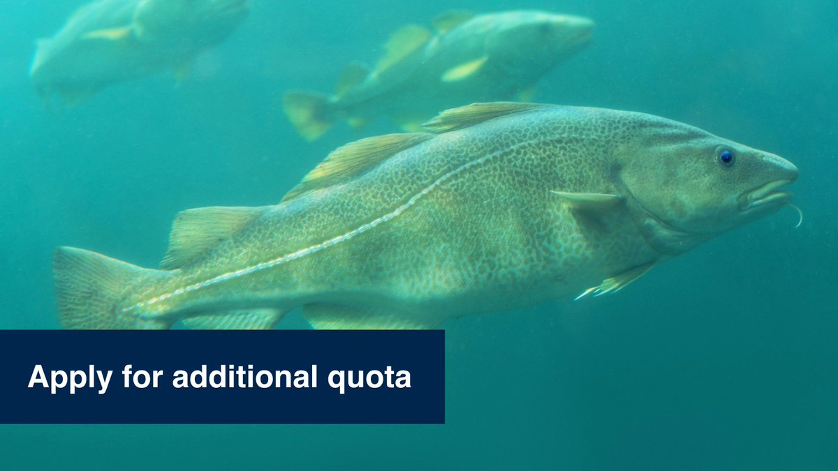 Find out about higher catch limits for non-sector over-10s. Additional catch opportunities for over-10s in the non-sector with Category B, C and no-quota annex licences➡️ bit.ly/47fIXkq