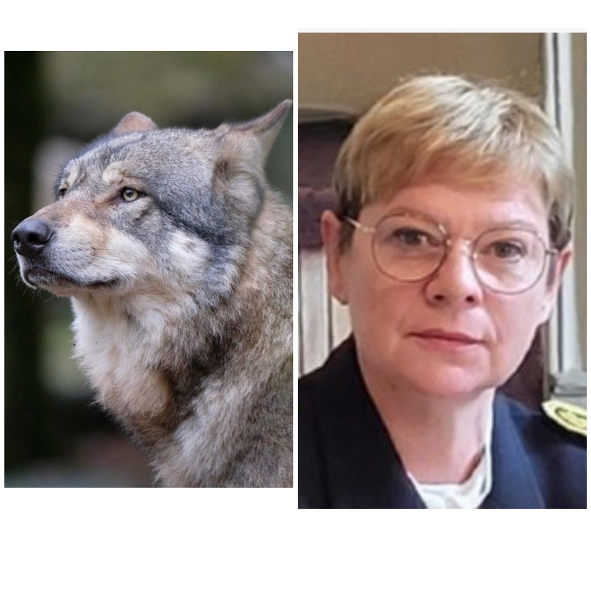 SandraKrief's tweet photo. 🛑 Le seul loup du Lot a été abattu 🛑

Par arrêté préfectoral  @prefecturelot de la préfète Mireille Larrede.

Son tort: avoir APPROCHÉ approché un troupeau de brebis. 

Il n’avait tué aucun animal du troupeau.

Des brebis qui sont destinées à terme à être égorgées à l’abattoir. https://t.co/50hNgWQHP6
