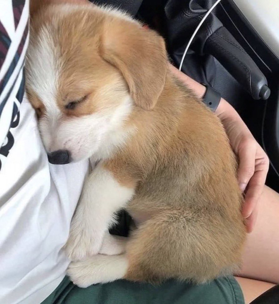 kiss ur dog goodnight