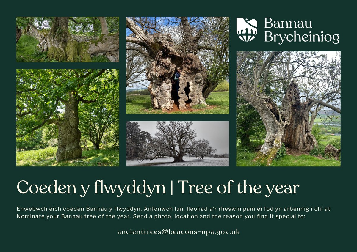 🌳 🌳 🌳 
Do you have a favourite tree? We are looking for the ancient tree of the year in Y Bannau 
💚

#AncientTree #TreeOfTheYear