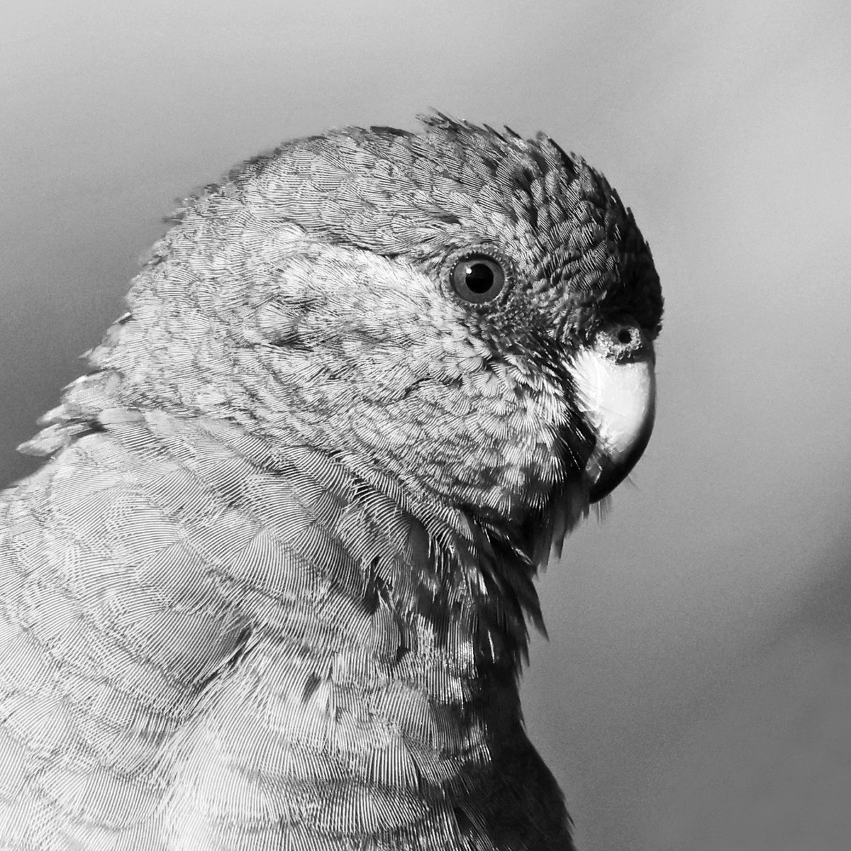 SandyHorne61's tweet image. Monochrome Monday.
A female mulga parrot portrait.
#MonochromeMonday