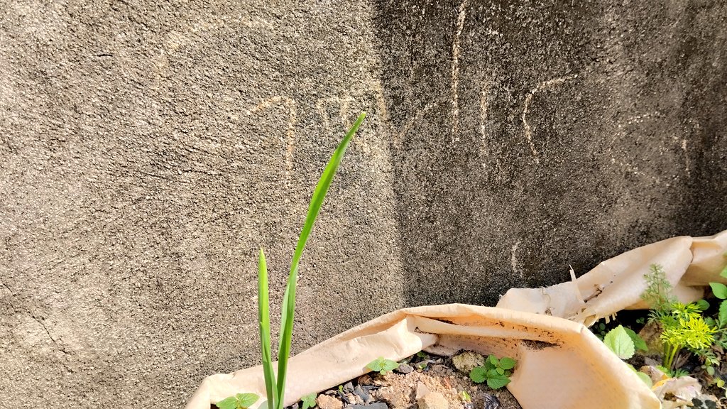 OsitaAmakeze's tweet photo. Egwu a gwara ọgwa.
Concept: #permaculture
Urban farming. https://t.co/EoDgojjndw
