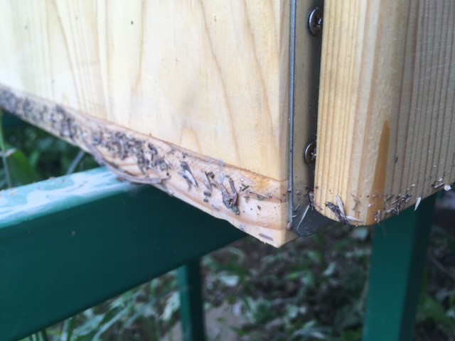 BeeConSel's tweet photo. Slovenia was hit by heavy flooding this weekend 😔 luckily the bees at the @KISinstitut didn't have to learn to swim... the electronics, on the other hand... 
#EEANorwayGrants #BeeConSel https://t.co/tbtf5iqh2i
