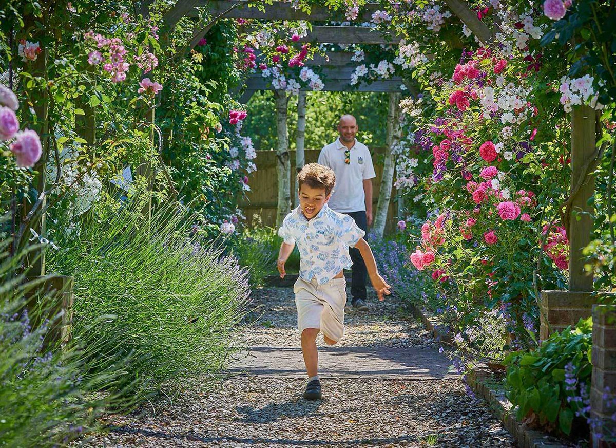#GardenDesign brief: the clients enjoy sharing their garden with friends &amp; family &amp; often open it for village events &amp; small groups. The long #rose pergola has its season of interest lengthened with clematis twining through the roses, lavenders beneath &amp; scented azaleas in spring