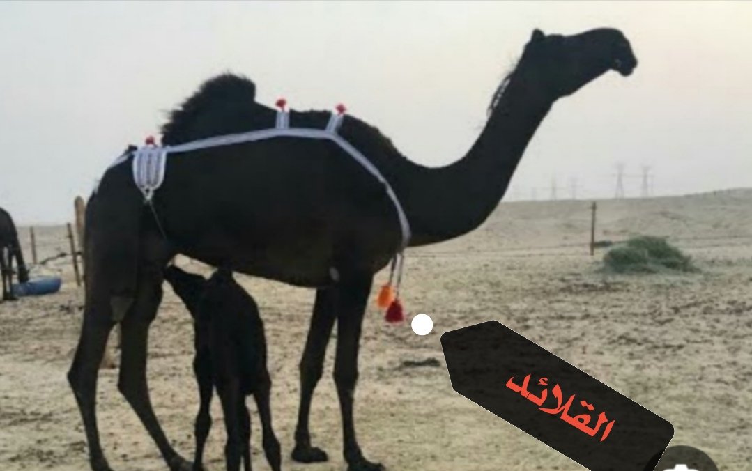 مانع بن فهيد الحارثي 🇸🇦 tweet media