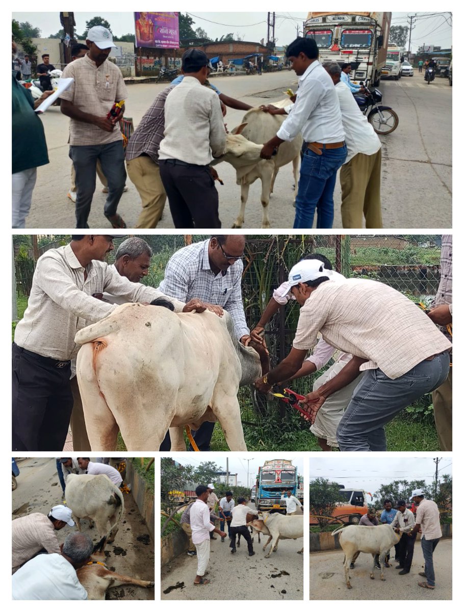 surgujaddvs's tweet image. Not a single stray animal will be left without radium coller
#ourcommitment 
@IASTripathiCG @Kundan_Kr14 @CG_PRO_Amb @SurgujaDist @RChoubeyCG
