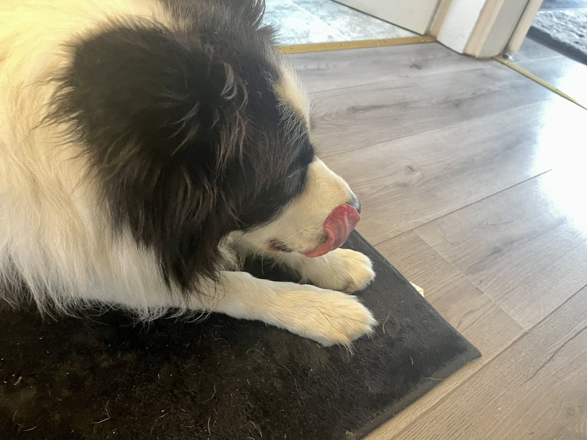 ArchieDog4's tweet photo. @cazblurt @kelliehuk23 Aww thank you #steakface 😂🐾💙 https://t.co/STd7Z1ysLe