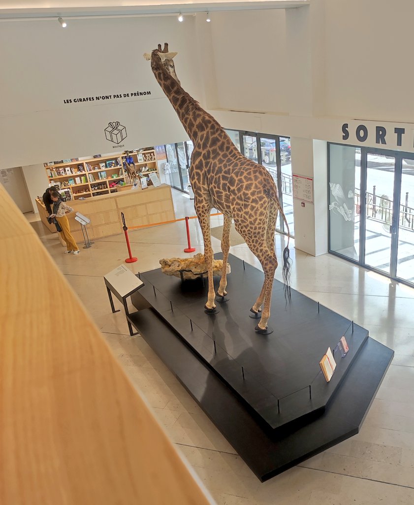 Malineonline's tweet image. Visite hier au @MuseumOrleans pour la biodiversité et l'environnement #MOBE, même l'extérieur est raccord ! 😊 On est bien accueilli ! 🦒 #CultureScientifique #muséum #biodiversité #environnement #espèces #écosystèmes #paysages #sciences #biologie