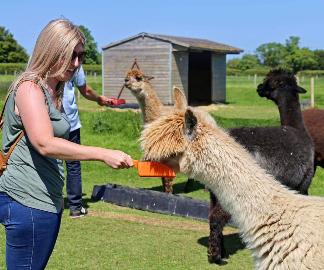 J and J Alpacas have been shortlisted for not one but two Lincolnshire Tourism Awards! Experience of the year and small visitor attraction of the year. Excellent news, congratulations!
#TourismAwards #Lincolnshire #HelloSK #Alpacas #Experience #LincsConnect