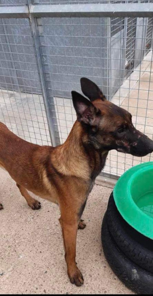 Urgent, this poor poor lad Duke is 7yrs old and his 7 days in the pound is up, we have no fosters, no kennel space  we desperately need to build these emergency kennels. Please can you help.