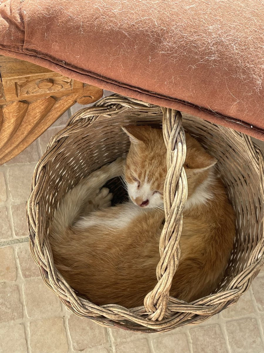 ange 😸 tweet media