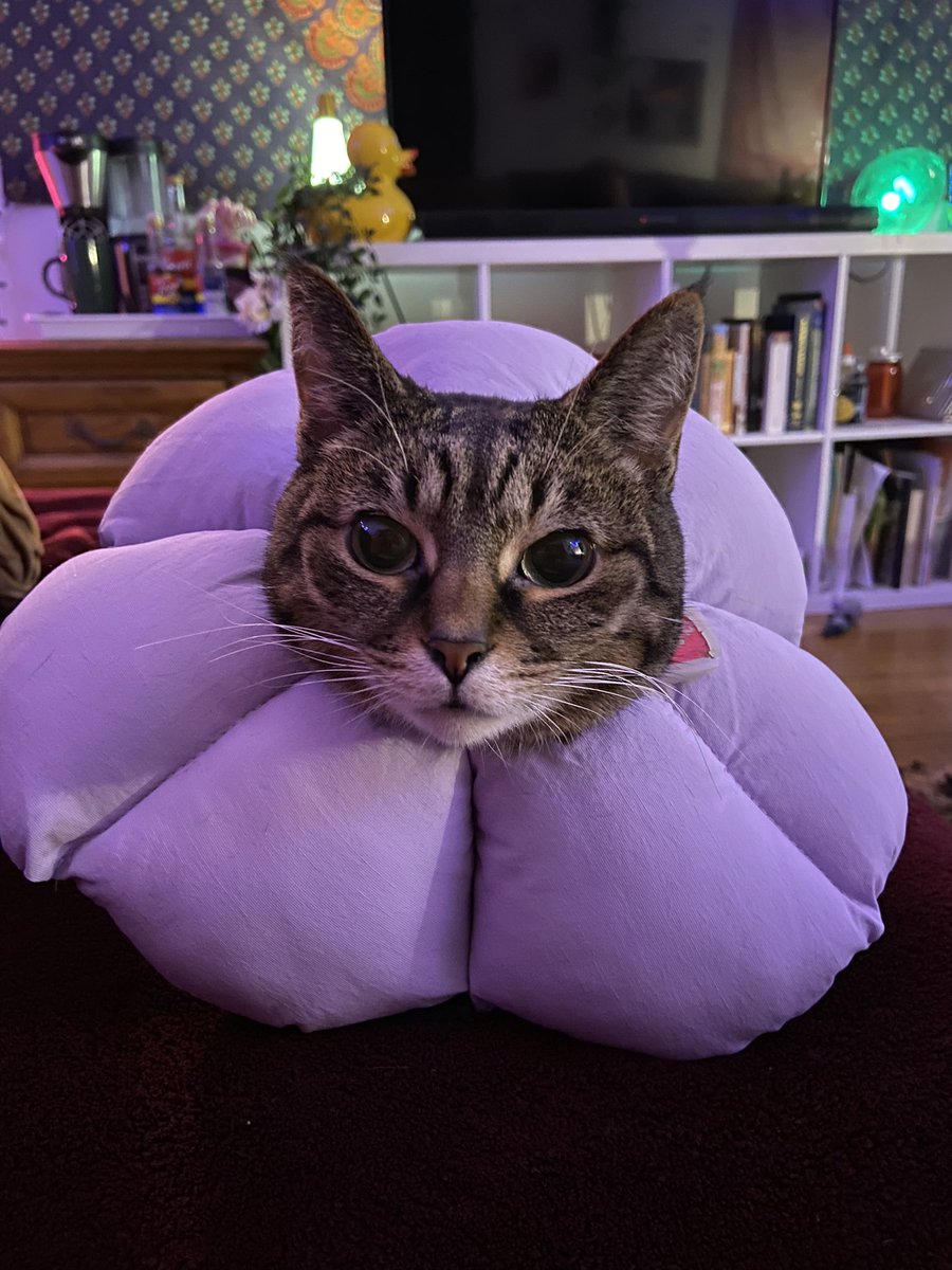 emothotney's tweet photo. @RespectfulMemes Not a meme but here’s a flower cat https://t.co/w8RO9vWSpS