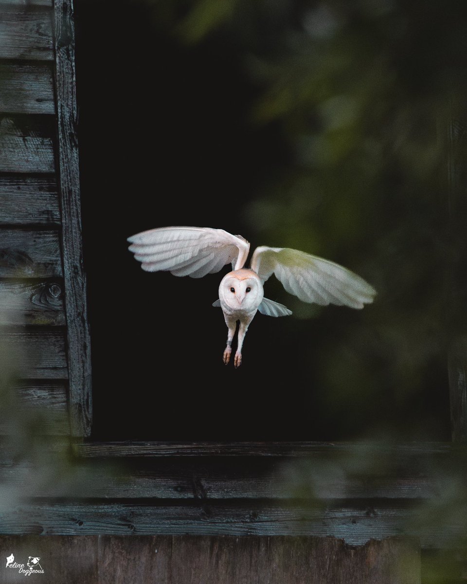 My first wild Barn Owl 😍

Barnowls are completely silent when they fly and it was pretty surreal to see this individual gently cruise over our heads. Always honoured to witness such experience. 🦉