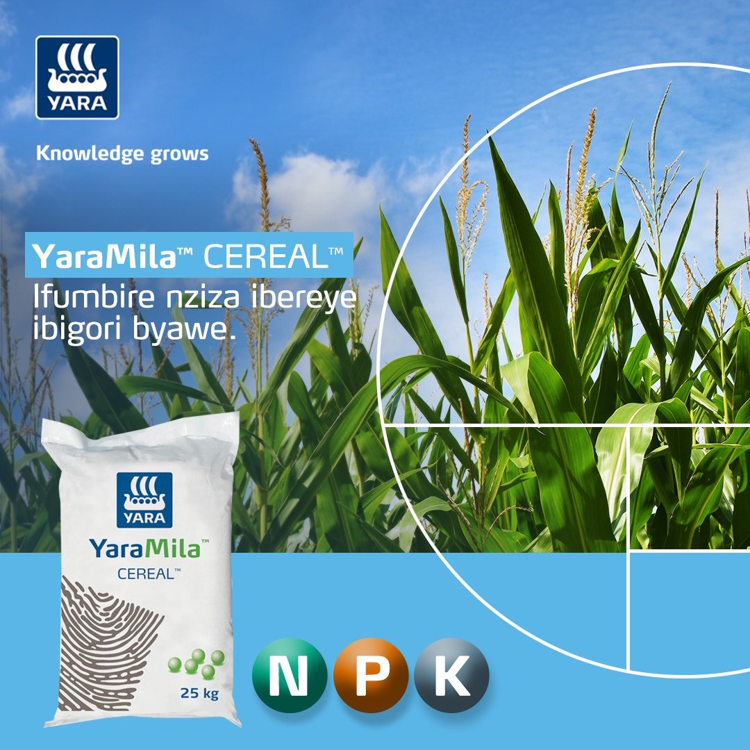 Yara MilaTM CEREALTM
YaraMila CEREAL ni ifumbire y’umwimerere itanga 
intungagihingwa zihagije ku bigori, kndi yongera umusaruro 
ku kigero cya 18%
YaraMila CEREAL ni ifumbire ikozwe nka NPK yakorewe 
kongera umusaruro w’ibihingwa nu bwiza.